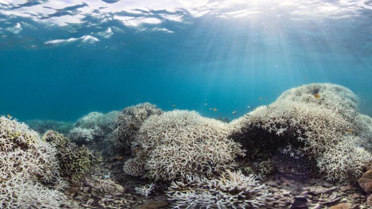 Coral Bleaching Event Are Devastating Coral Reefs And Ocean Ecosystems